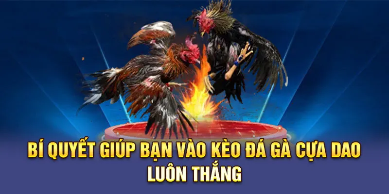 Bí quyết giúp bạn vào kèo Đá gà Cựa Dao luôn thắng