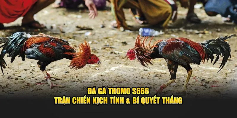 Đá gà Thomo