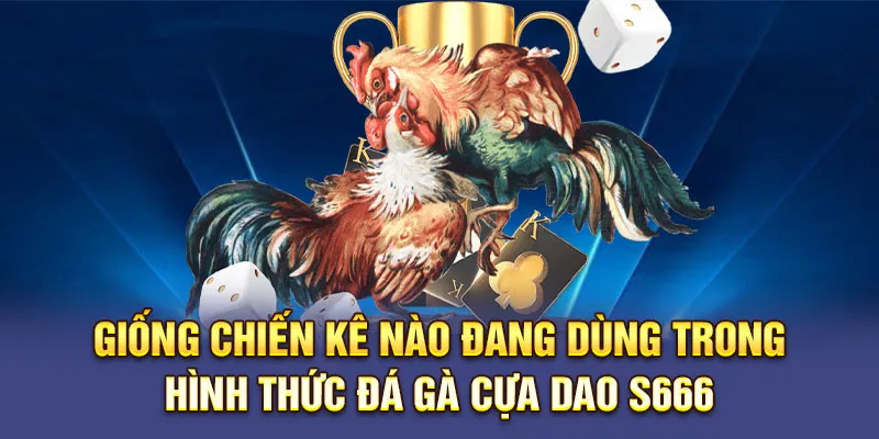 Giống chiến kê nào đang dùng trong hình thức Đá gà Cựa Dao S666