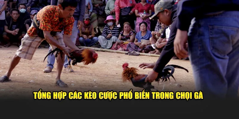 Tổng hợp các kèo cược phổ biến trong chọi gà