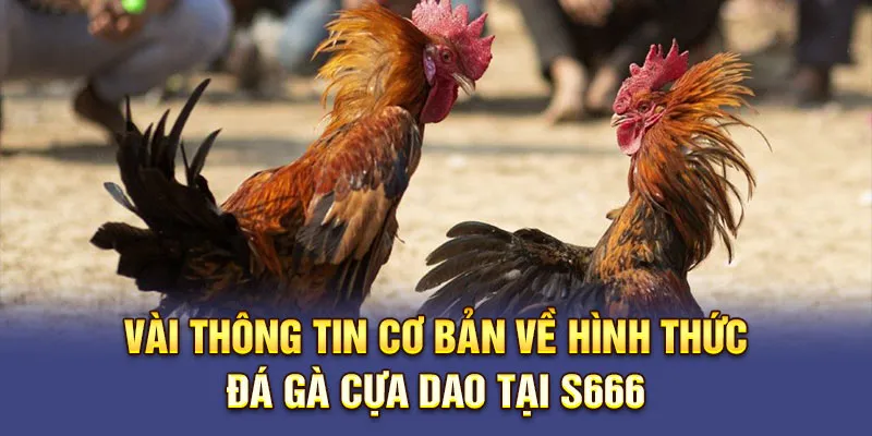 Vài thông tin cơ bản về hình thức Đá gà Cựa Dao tại S666